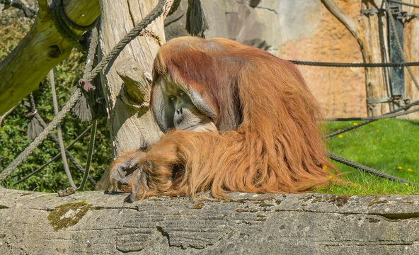 Orang Utan, Pongoland, Affen-Anlage, Zoo, Pfaffendorfer Stra&szlig;e, Leipzig, Sachsen, Deutschland