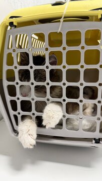 Close-up of an elderly tabby cat's paws hanging out of a yellow travel crate in a veterinary clinic. Concept of pet transportation anxiety, stress during doctor visit, and domestic animal care
