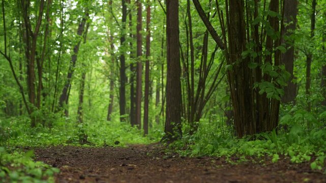 Tranquil forest landscape with a path surrounded by trees