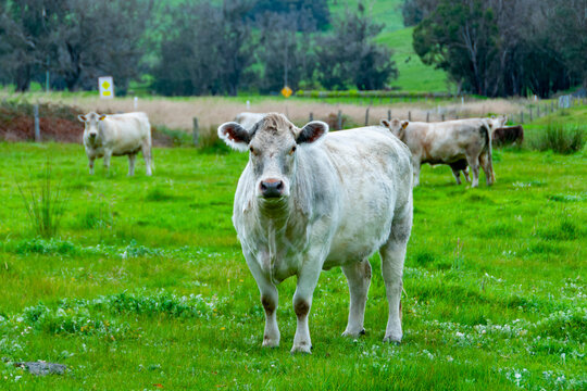 Murray Grey Cattle - Western Australia