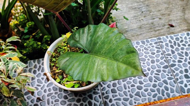 4K footage of Alocasia macrorrhizos moving in the wind. This is a tropical plant known for its large, striking leaves and ornamental value.
