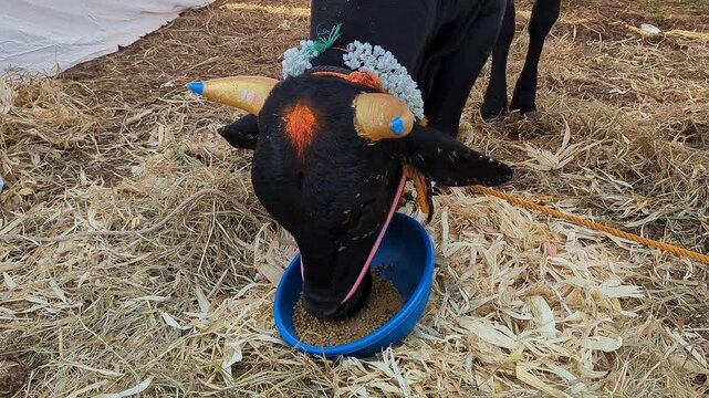 Closeup view of decorated black calf at krishi mela showcasing rural livestock tradition