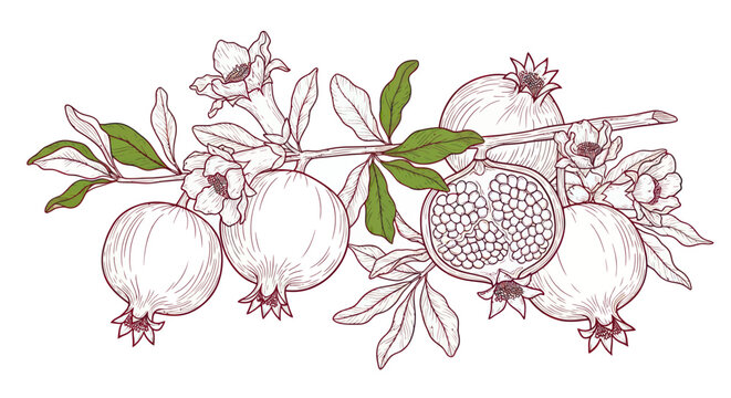 Pomegranate branch with fruits and flowers, drawn in a vintage style.