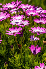 Obraz premium Osteospermum fruticosum pertenece a la familia Asteraceae.