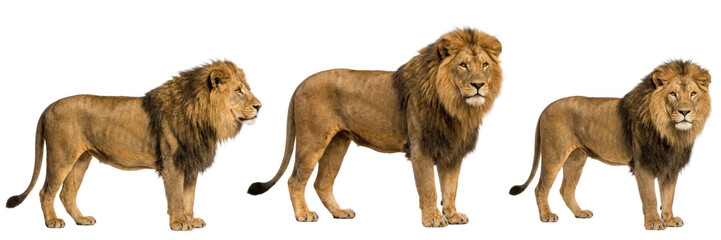 A set of majestic male lions standing isolated on white background, wild savannah predator collection powerful big cat illustration PNG   © Ali