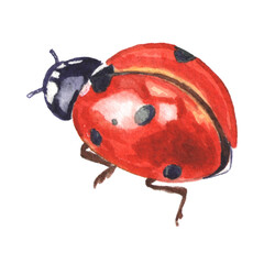 Watercolor ladybug illustration isolated on white background © Nawang