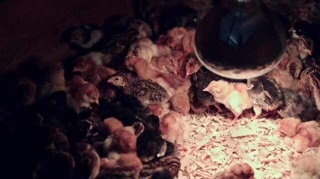 Baby chicks huddled under heat lamp in brooder box on small-scale poultry farm, 4K