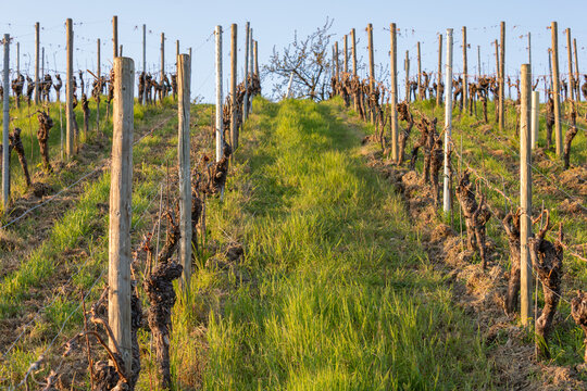 Vineyard rows with grassy path in Franconian wine region