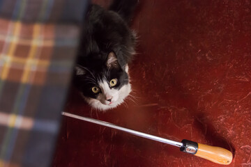 Cat under the umbrella © Luana