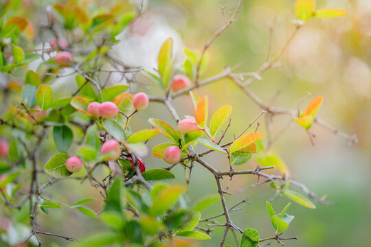 Bengal currants, bengal currant in the garden, Bengal currants Carandas plum Karanda or Carunda fruit. Healthy fruit