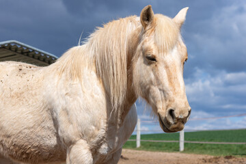 Fototapeta premium Light colored horse in rural paddock with dramatic clouds