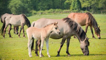 A wild horse mare, Dülmener, with her newborn foal in the meadow near the herd © Brinja