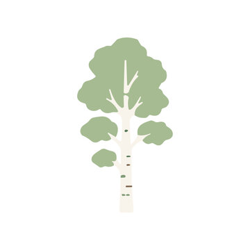 Birch Tree With Green Leaves Illustration.