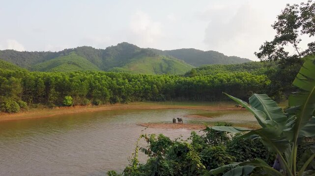 Water buffalo in river with mountains Phong Nha Vietnam