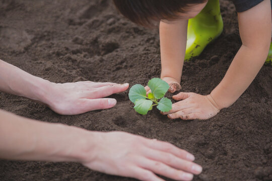 キャベツ苗を移植する男の子の手と母親の手