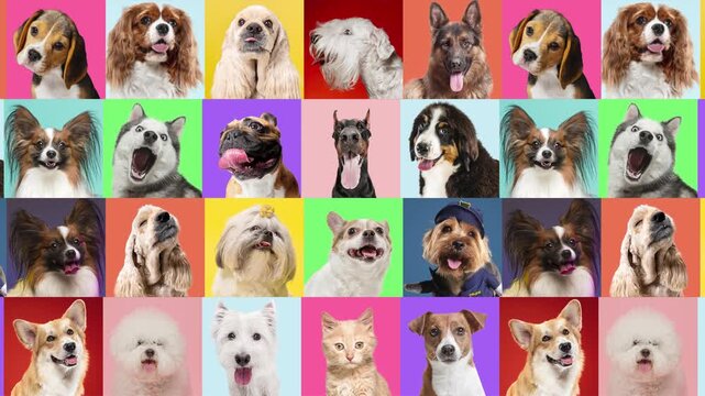 Colorful pet portrait collage stop motion with expressive dogs and cat. Concept of pet lifestyle, animal services, veterinary branding, social media content and cheerful advertising.