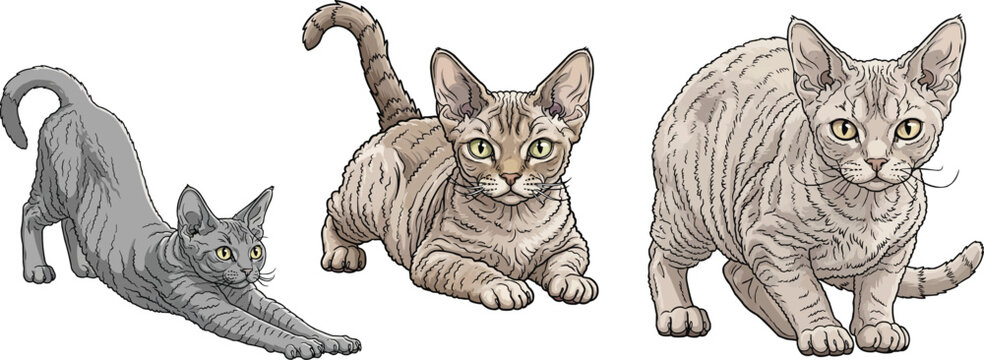 Devon rex cat crouching alert focused facing front stretching pose
