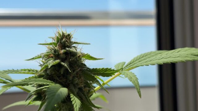 Cogollo de cannabis creciendo junto a una ventana con luz natural &mdash; v&iacute;deo 4K Apple ProRes