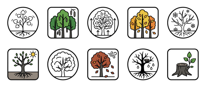 Set of ten tree life cycle icons in a clean line art style with color accents, depicting the four seasons, growth stages from sapling to stump, and natural elements like sun and wind
