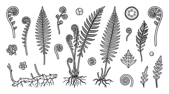 Collection of hand-drawn fern illustrations showing the life cycle with fronds, fiddleheads, roots, rhizome, and spores in a botanical line art style