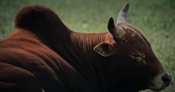A Serene Brown Zebu Crossbreed Cow Peacefully Resting Under Warm Sun In Farm