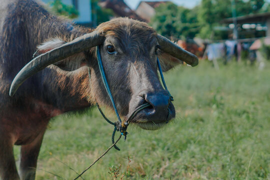 The water buffalo (Bubalus bubalis) is a large ruminant mammal that has long been domesticated by humans to help with agriculture, transportation, and for its meat and milk.