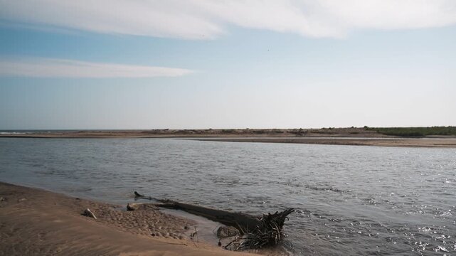 Driftwood washed up on a sandbar at a river mouth