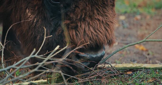 European Wood Bison Grazing In Aviary Zoo. European Bison Or Bison Bonasus,