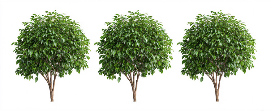 Set of 3 Ficus benjamina weeping fig displayed front view on a white background.
