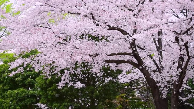 桜吹雪