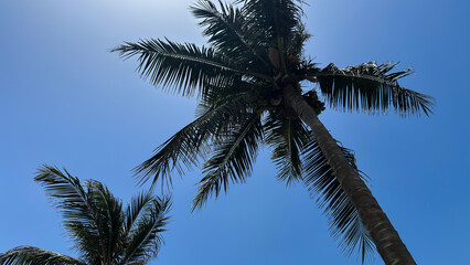 Fototapeta premium Low angle view of tropical coconut palm trees against clear blue sky in summer