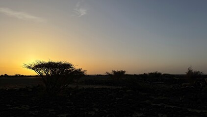 Fototapeta premium Arid desert terrain filled with dark basalt stones and wild acacia shrubs at dusk