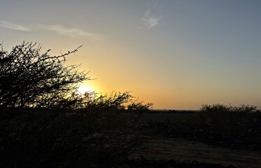 Fototapeta premium Arid desert terrain filled with dark basalt stones and wild acacia shrubs at dusk