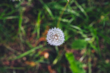 dmuchawiec © Agata