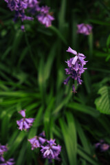 hiacyntowiec w ogrodzie © Agata