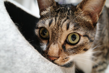 Cat (domestic animal) © Ered