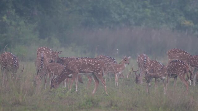 Indian Spotted Deer or Chital or Axis axis herd at Umred Karhandla, Maharashtra
