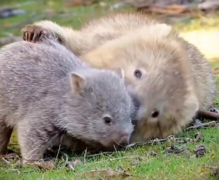 wombat pure and endless love of a mother 