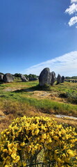 Prähistorische Hinkelsteine ragen auf einem weiten Feld empor, im Vordergrund blüht leuchtend gelber Ginster unter blauem Himmel. © fotoping