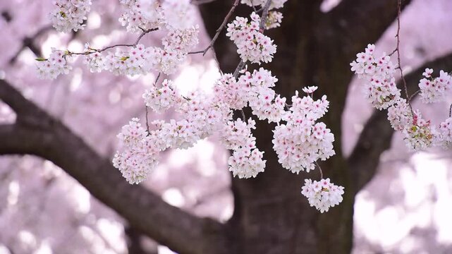 桜の大木