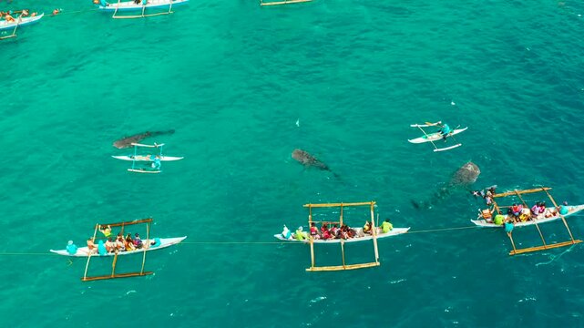 Place to snorkel and scuba drive and whale shark watching, top view, Oslob, Philippines. clean blue ocean and has many local Filipino boats in the sea
