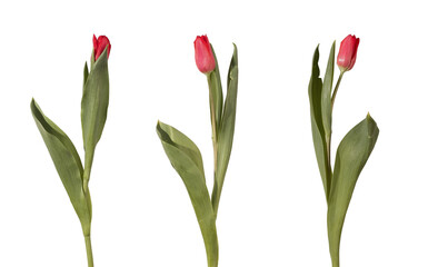 Obraz premium Set of single red tulip flowers with stems and leaves isolated white background. Collection showing variation of shape angle and natural form clearly. Floral concept for catalog design and