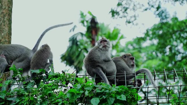 Wild long-tailed macaques in the Sacred Monkey Forest in Ubud, Bali, Indonesia.