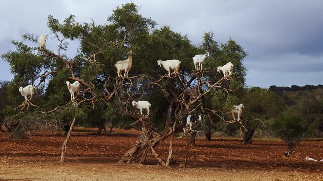 Goats climbing on a skills on an Argan tree in the Marrakesh countryside. Authentic rural Morocco scene