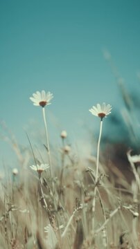 Vertical close up of white daisy flowers swaying in slow motion in a sunny meadow. Dreamy vintage film look with soft bokeh, ideal for social media stories and mindfulness content.