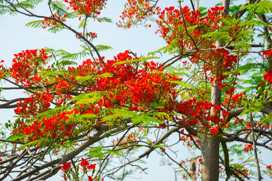 Flamboyant Delonix regia flowering branches in Vietnam, captured with rich red clusters and fresh green leaves in a colorful outdoor scene.