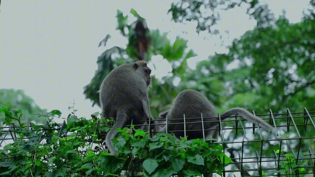 Wild long-tailed macaques in the Sacred Monkey Forest in Ubud, Bali, Indonesia.