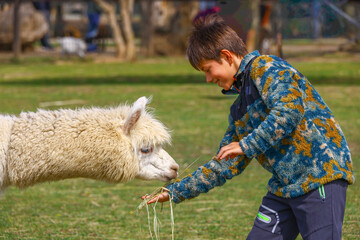 child touching white alpaca on grass field, close contact moment in zoo or farm enclosure, south american camelid interaction with hand reach, outdoor animal area with grazing herd in background © Gabriela