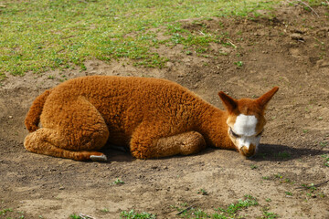 young alpaca lying on soil patch with reddish brown fleece and white face marking, south american camelid in farm enclosure, agricultural livestock context with wool animal resting on outdoor pasture  © Gabriela