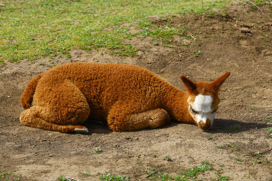 young alpaca lying on soil patch with reddish brown fleece and white face marking, south american camelid in farm enclosure, agricultural livestock context with wool animal resting on outdoor pasture 